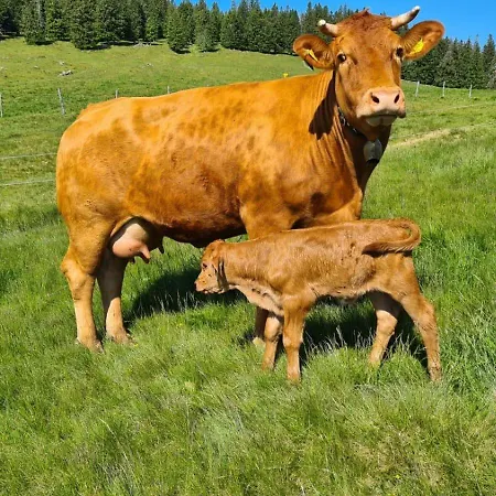 Alloggio per agriturismo Seewaldhof - Urlaub Am Bio-wellnessbauernhof *