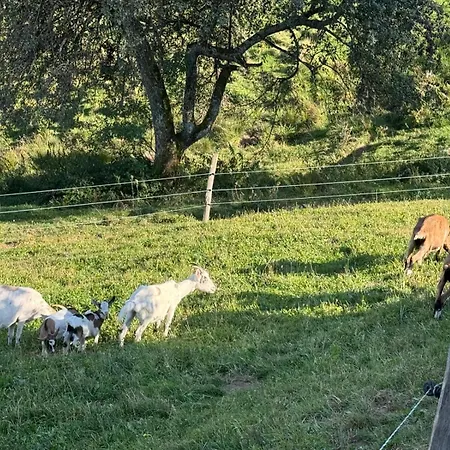 Seewaldhof - Urlaub Am Bio-wellnessbauernhof Alloggio per agriturismo *